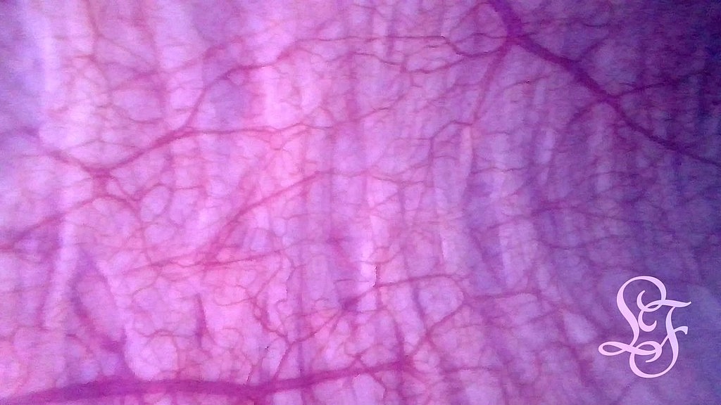 look inside my bladder as i push a torch up my ass (Lina Free) look inside my bladder as i push a torch up my ass (Lina Free)