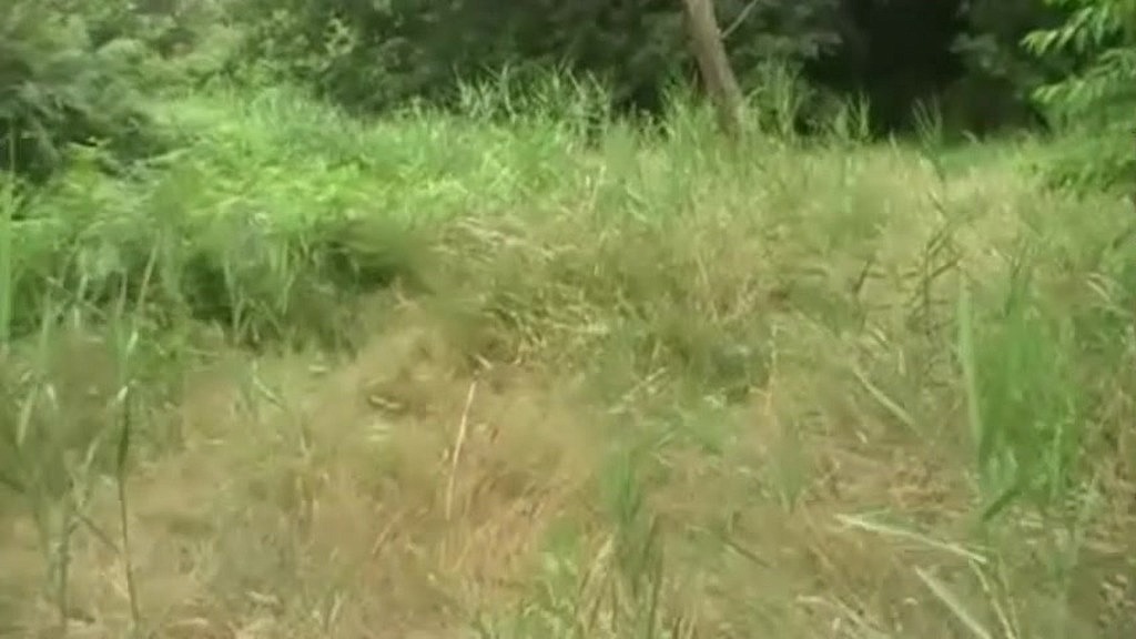 daddy masturbate his big dick on forest (Crunch desleon, Crunch jessroyan) daddy masturbate his big dick on forest (Crunch desleon, Crunch jessroyan)