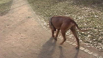 European Chick with Nice Body Fucked Raw-Dog!