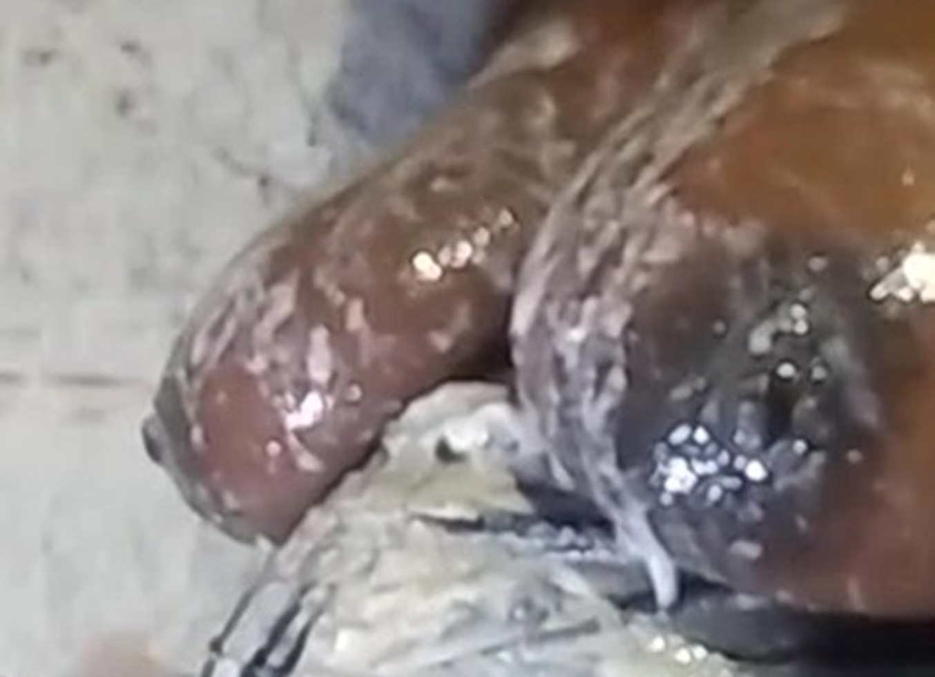 Covered In Vomit 2