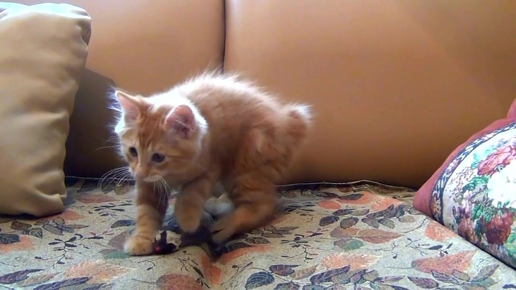 little kitten playing his toy mouse () little kitten playing his toy mouse ()