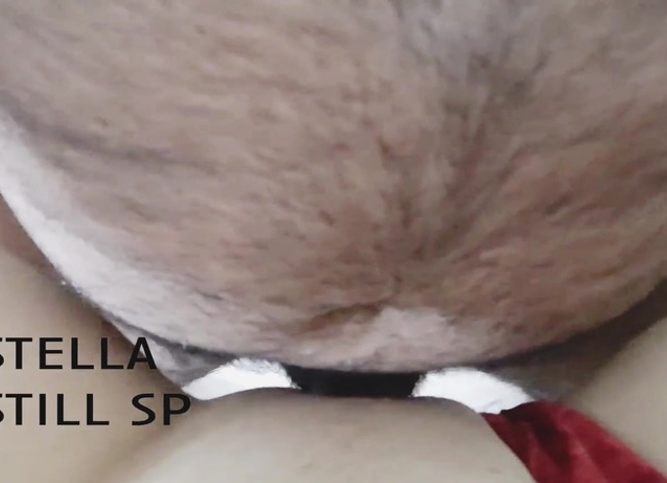 Stelastill - Remaster Cristhmas 2024