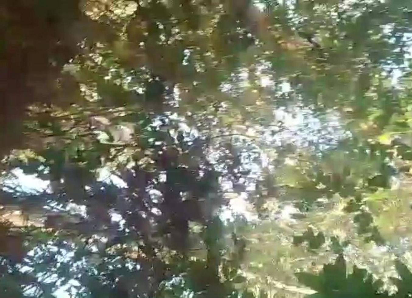 Busty Babe Squirting Like Crazy In The Forest