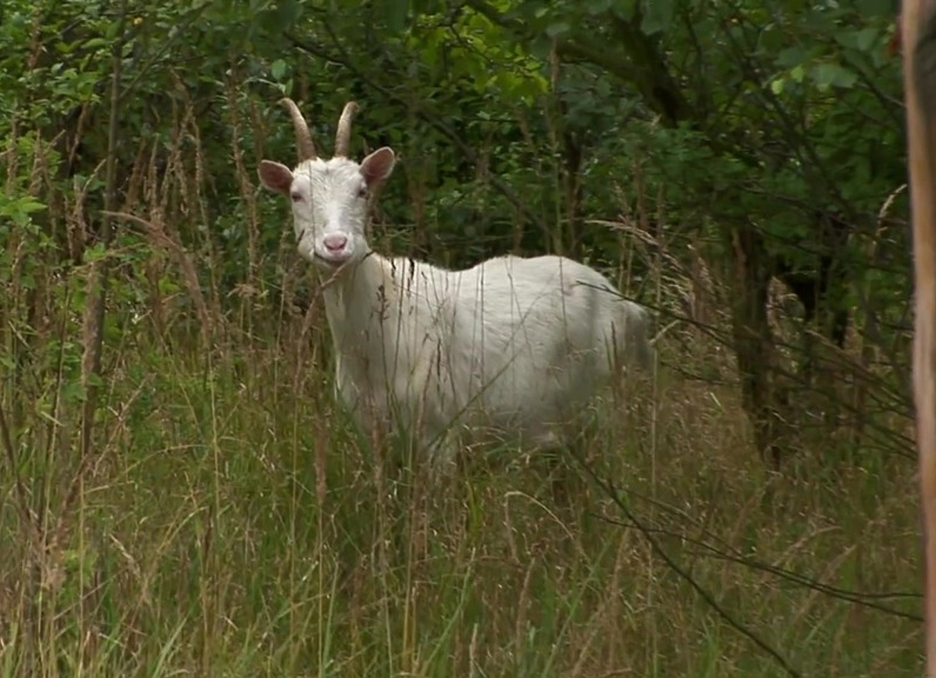 Fucking Like Animals