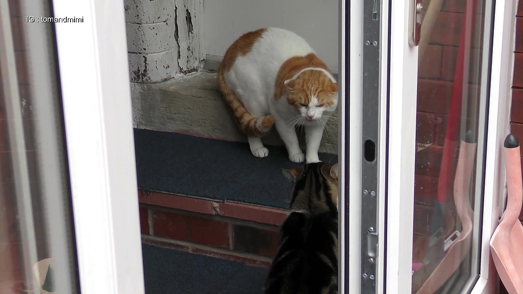 cat fight fight () cat fight fight ()