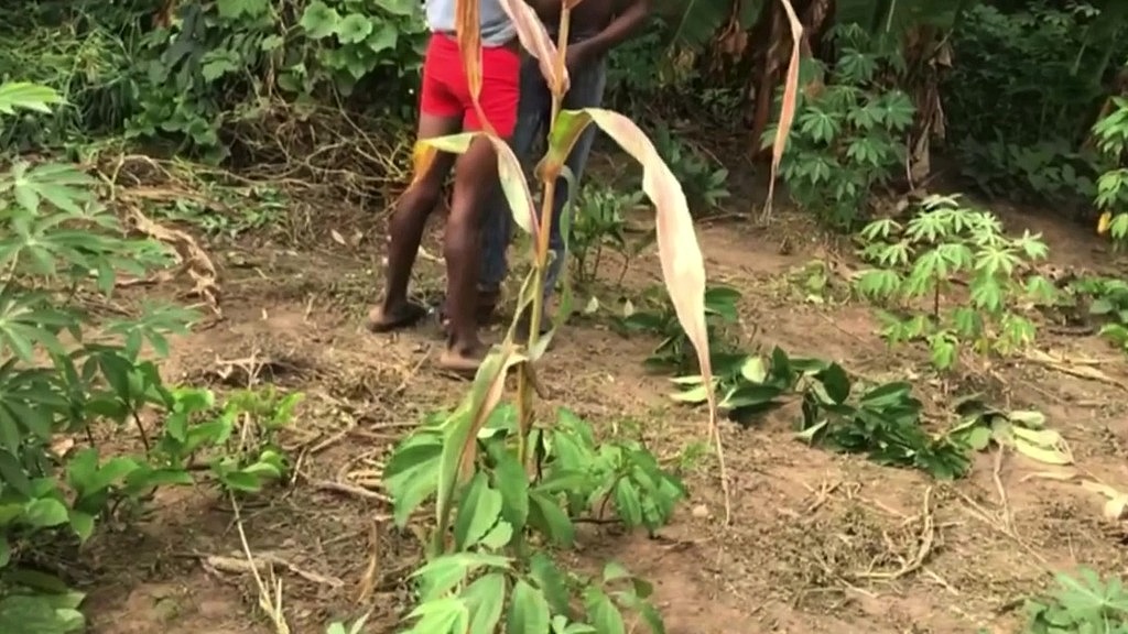 inside the cassava farmer we fuck (Sexyporchy21,Christopher) inside the cassava farmer we fuck (Sexyporchy21,Christopher)
