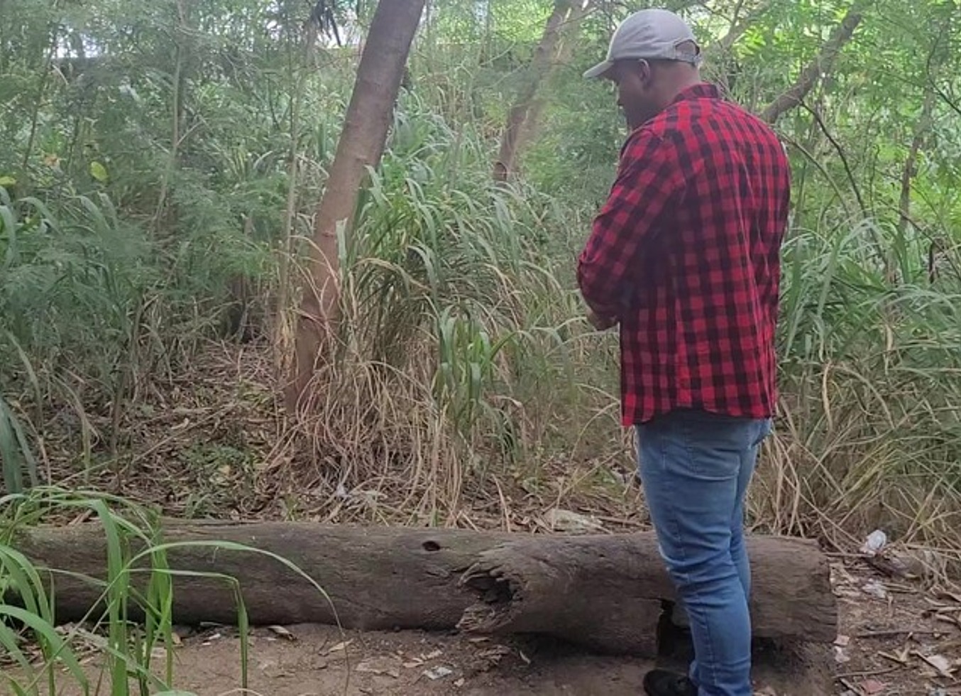 Tomando Tora Do Lenhador