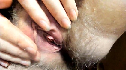 Hairy pussy wide-opening, pussy lips showing, clit rubbing!